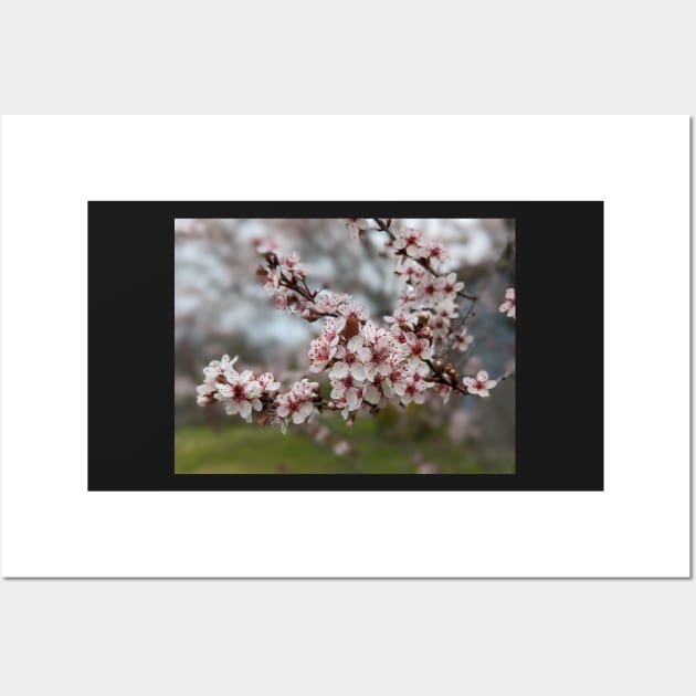 Cherry Blossoms 2 Wall Art by AustaArt